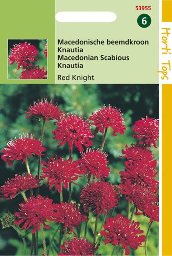 Knautia macedonia Red Knight